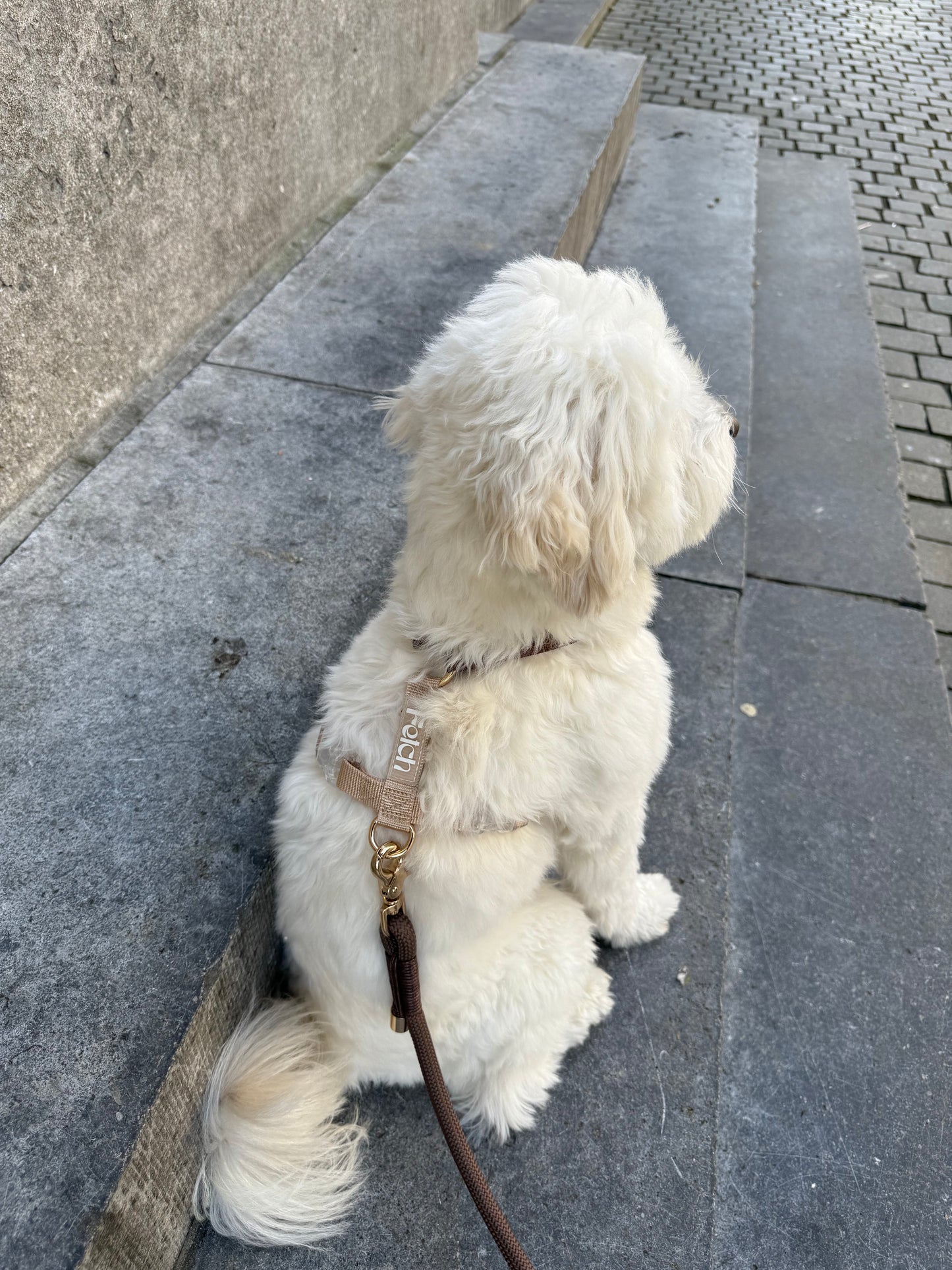 Mocha | Honden Harnas